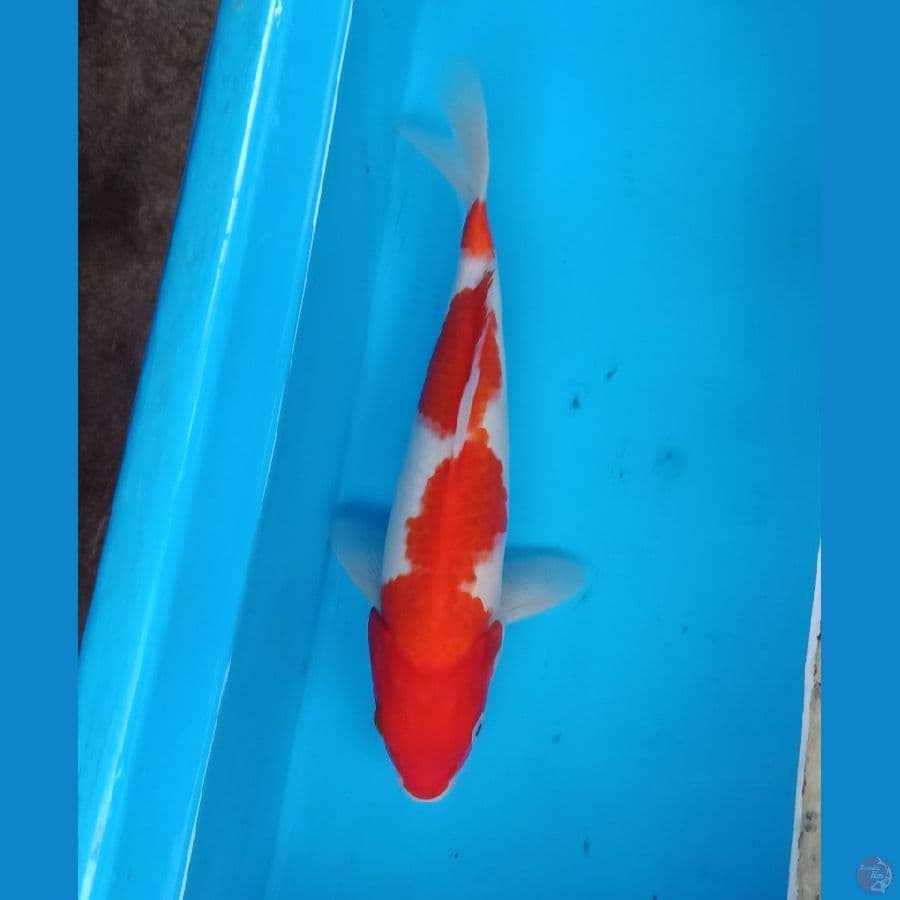 benistrong kohaku orie 30an cm