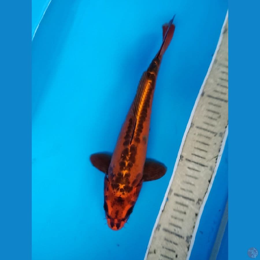 tembaga doitsu 30an cm