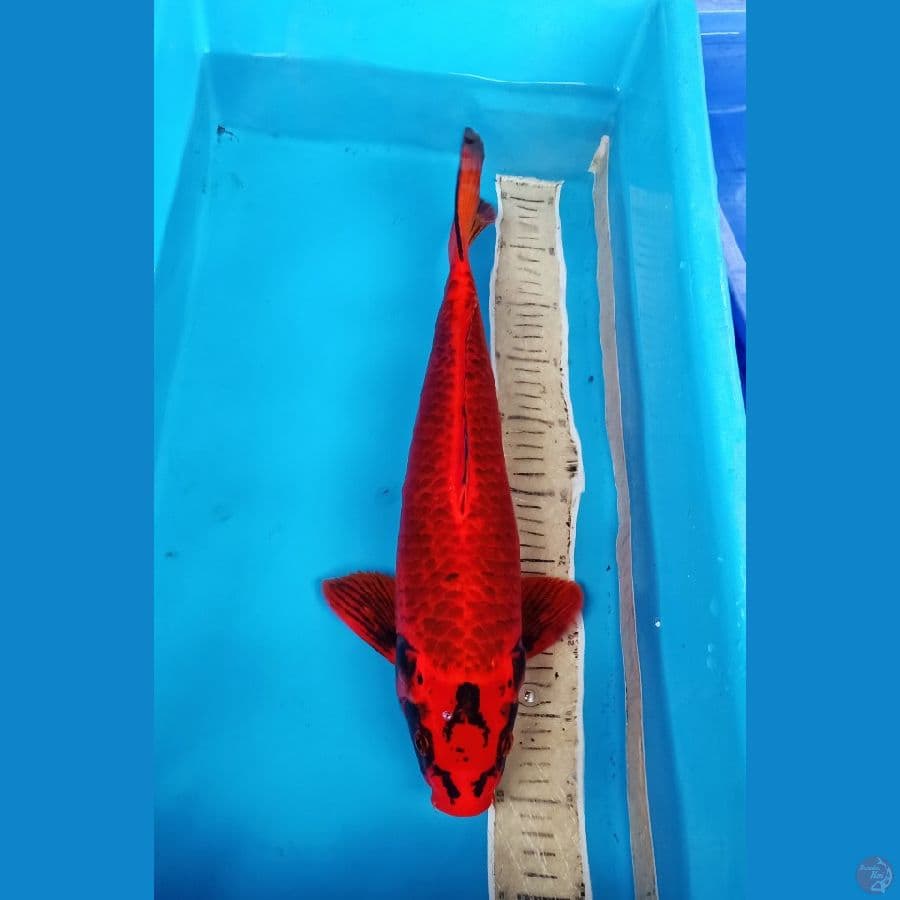 koleksi paling langka "beni washabigoii" 45cm