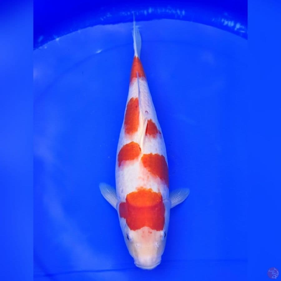 KOHAKU SAKURA 36 CM