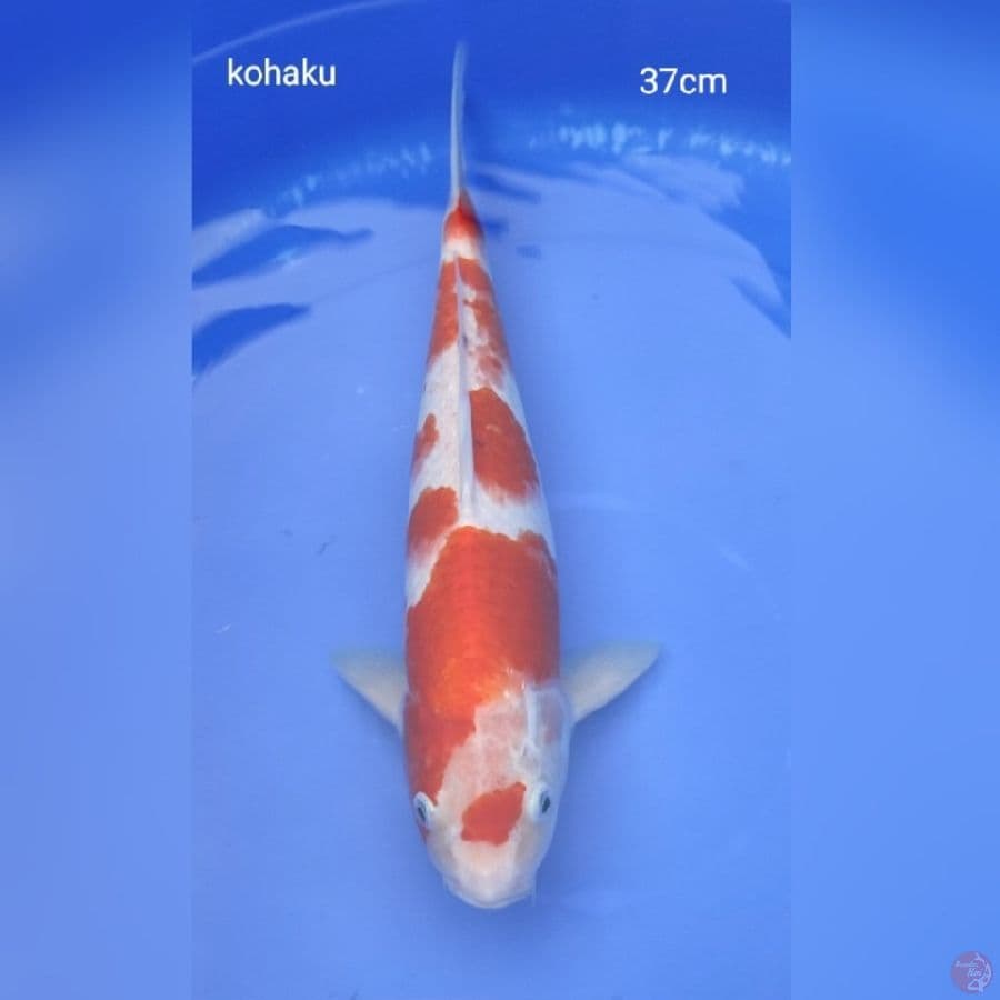 tancho kohaku