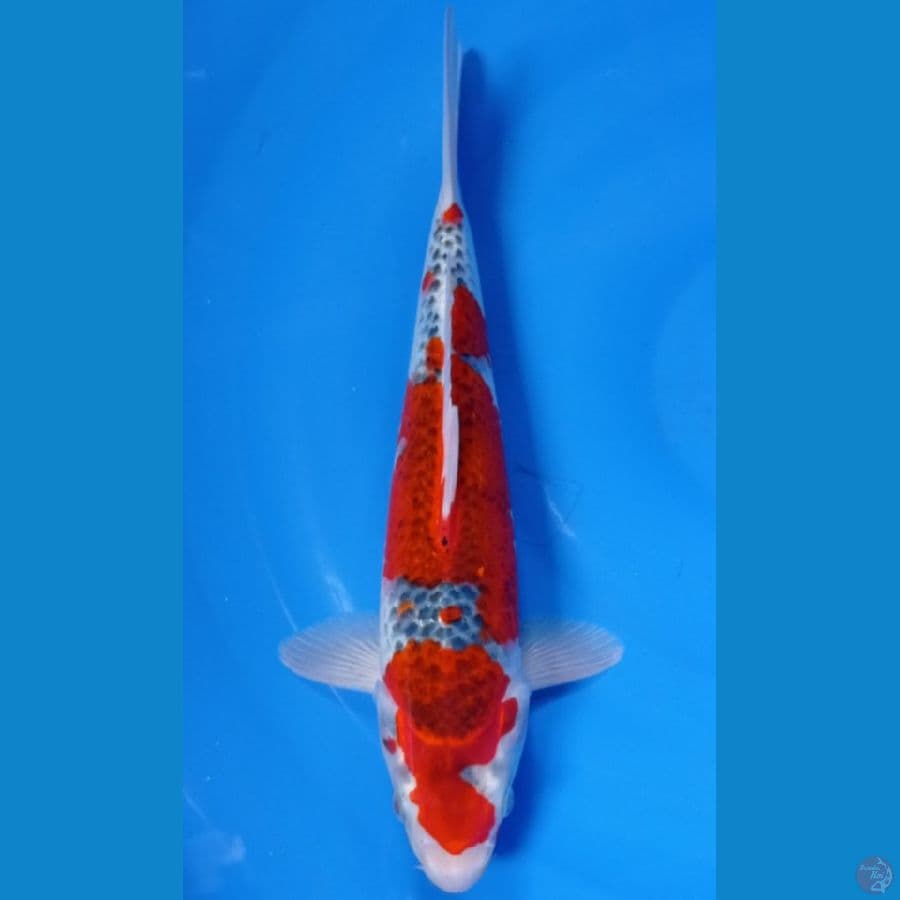 gosiki ori 34 cm male