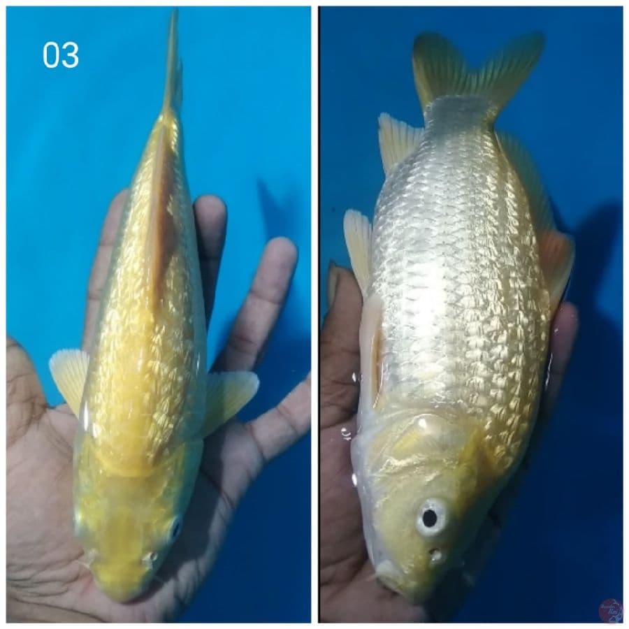 the KARASHI GINRIN BODY BULKY PUNUK UNTA
