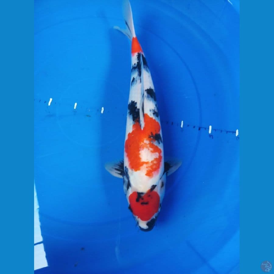 maruten showa 45cm jntn