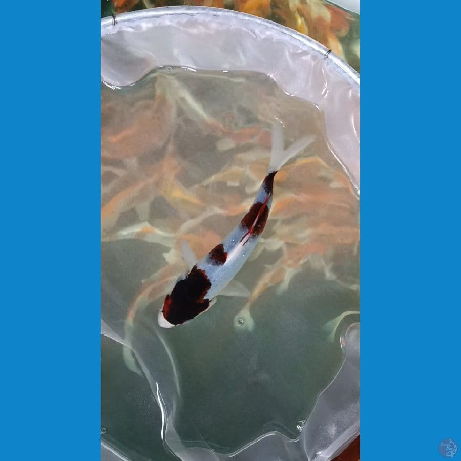 GOROMO ~ 17CM