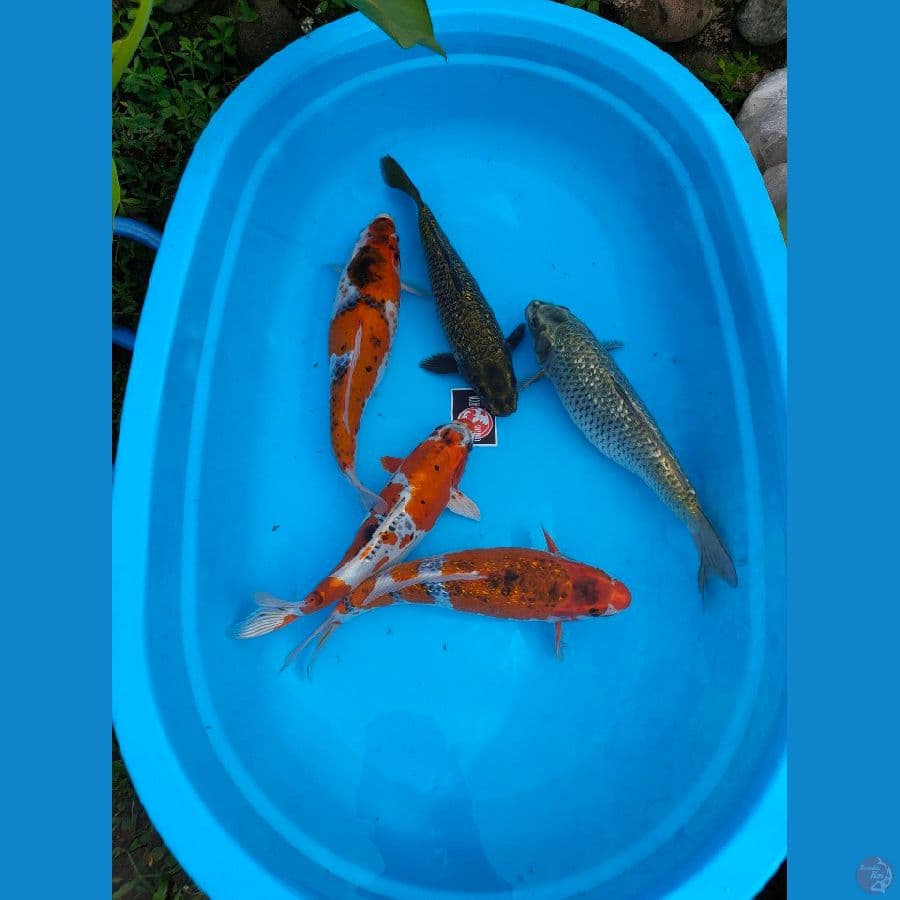 PAKET MIX ANTIKAN MUNUK 5 ekor 35-40 CM