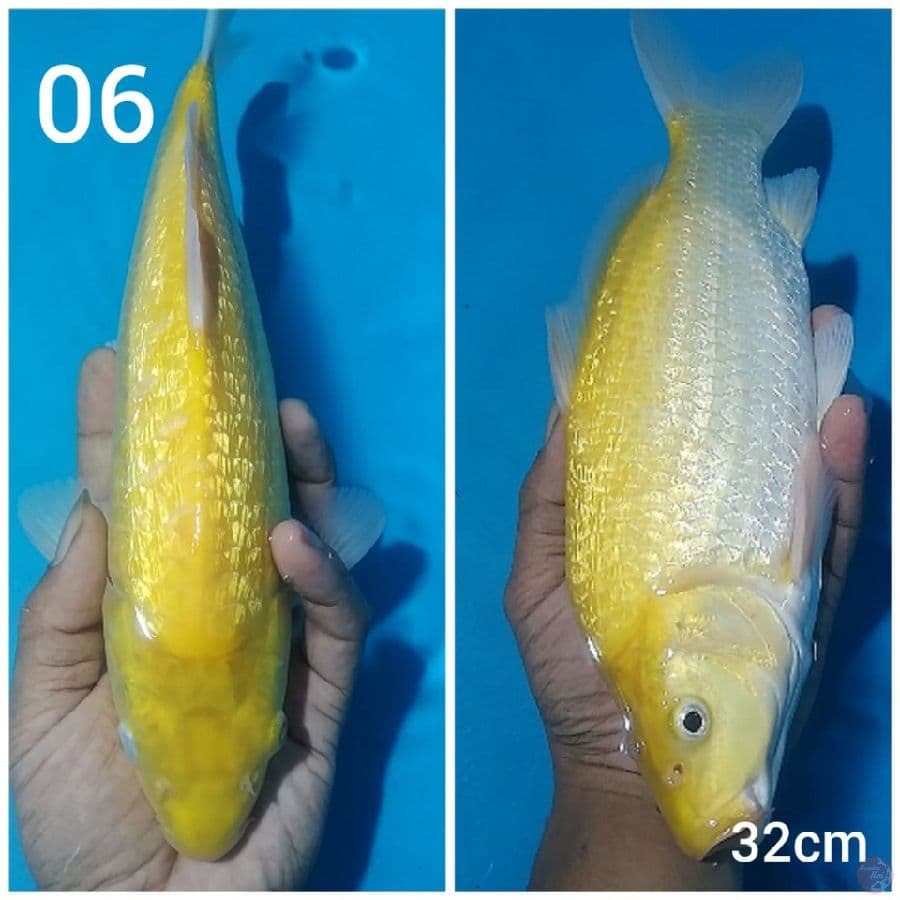 the KARASHI GINRIN BODY BULKY PUNUK UNTA