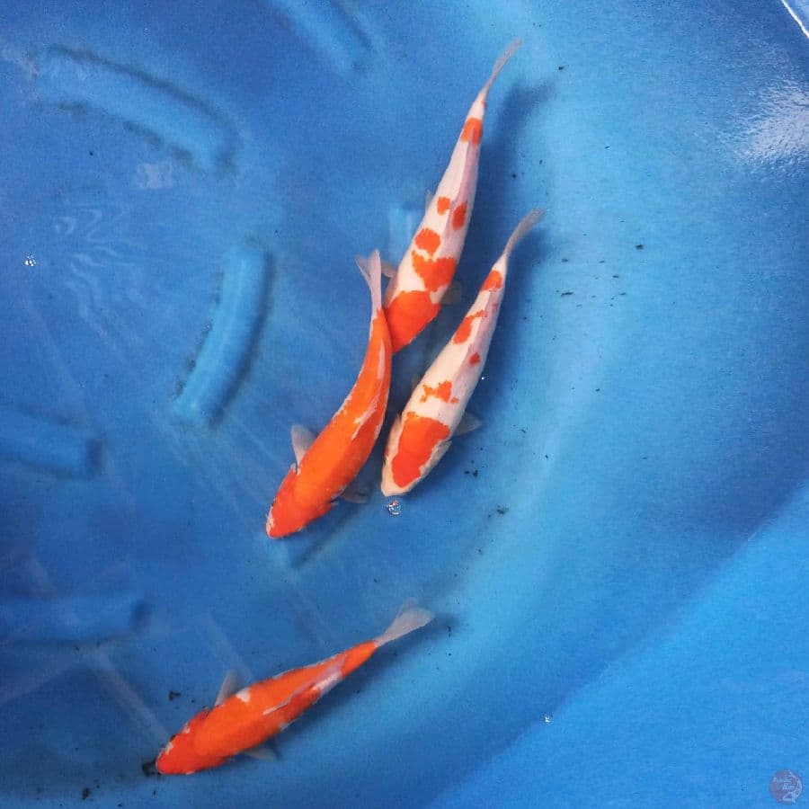 Paket Kohaku 24-26 cm