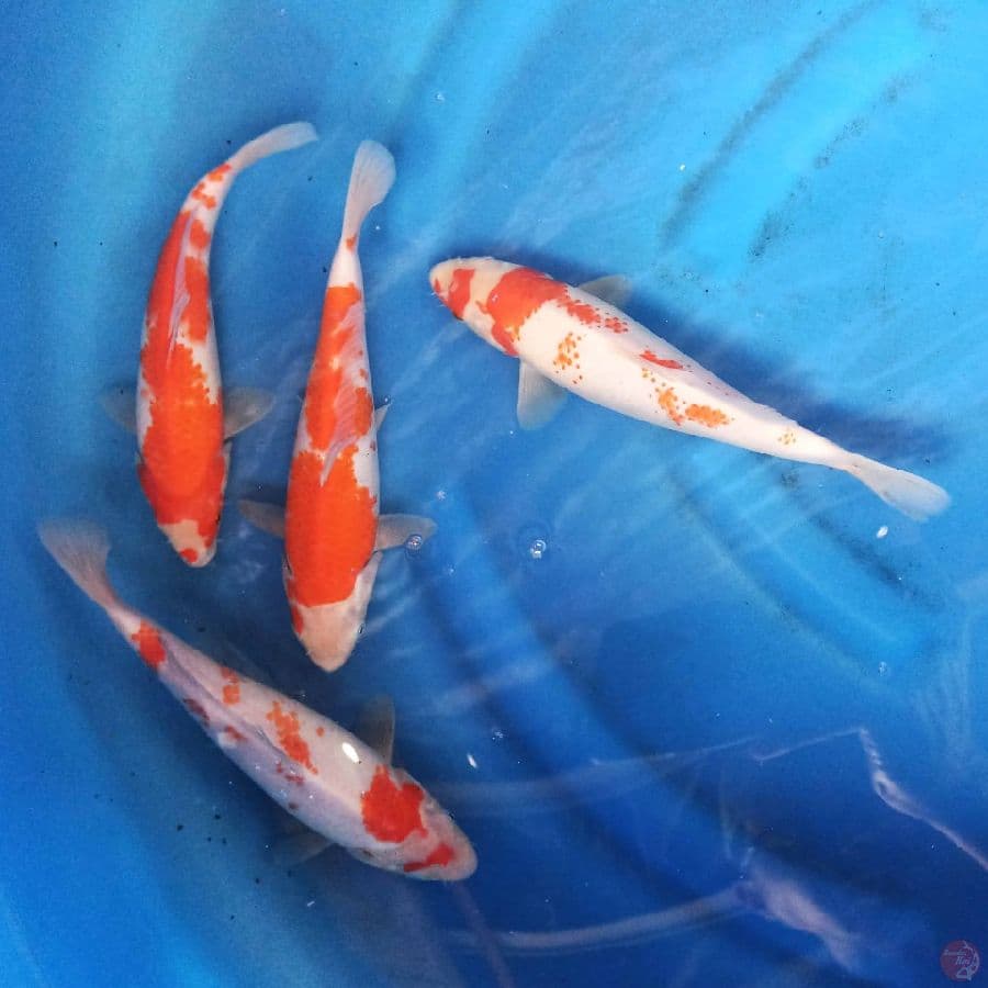 Paket Kohaku 25 bu
