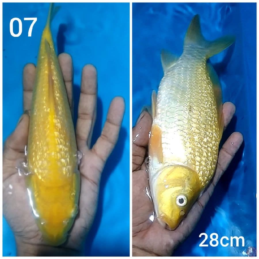 the KARASHI GINRIN BODY BULKY PUNUK UNTA