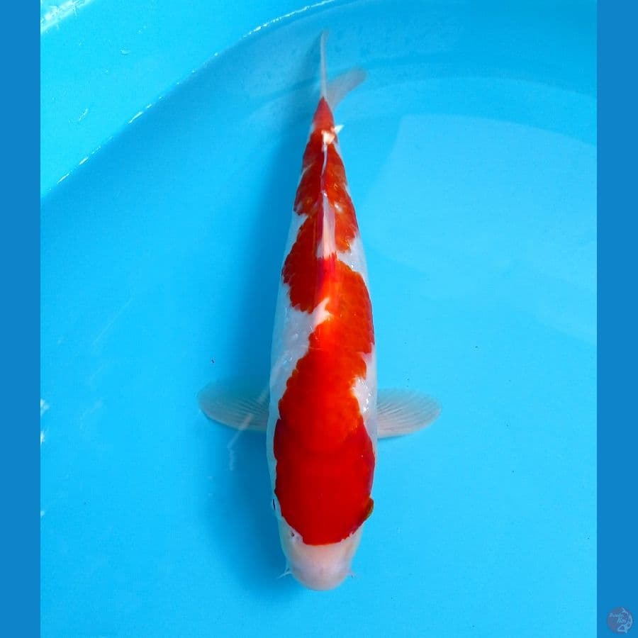inazuma 32 cm