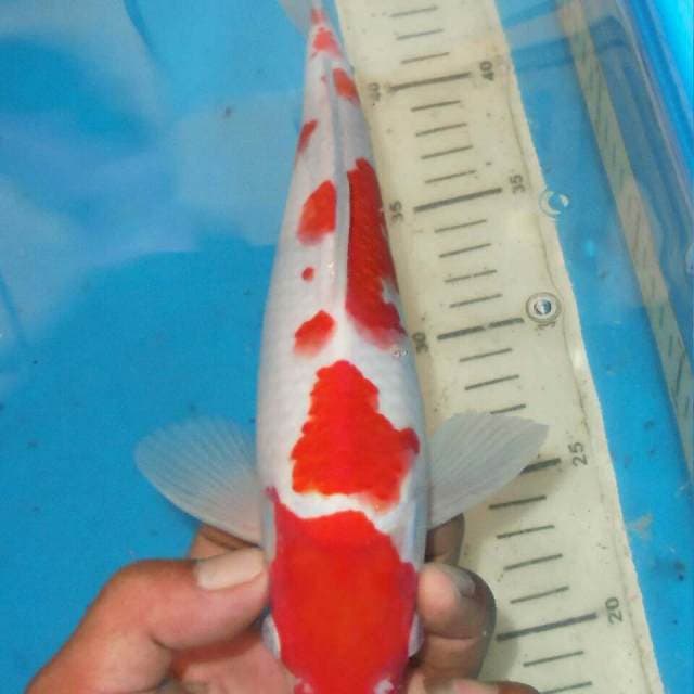 Kohaku Sakura