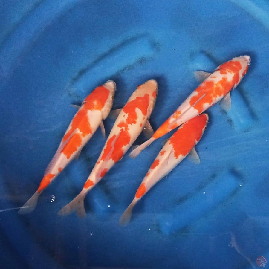 Paket Kohaki 24-26 cm
