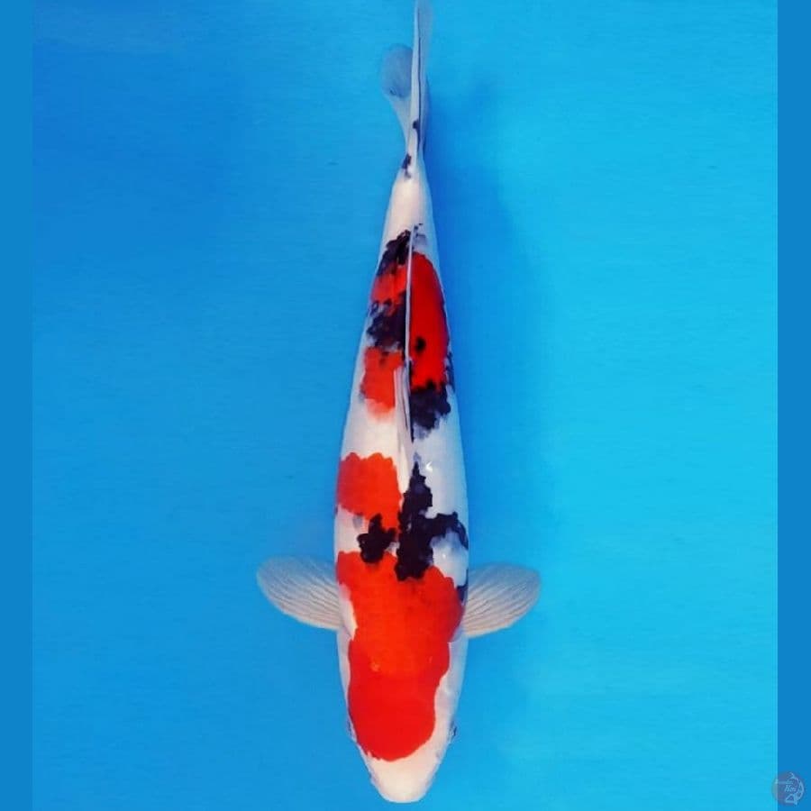 Sanke Strong Bagus 42cm Male (MINUS MATA KANAN)