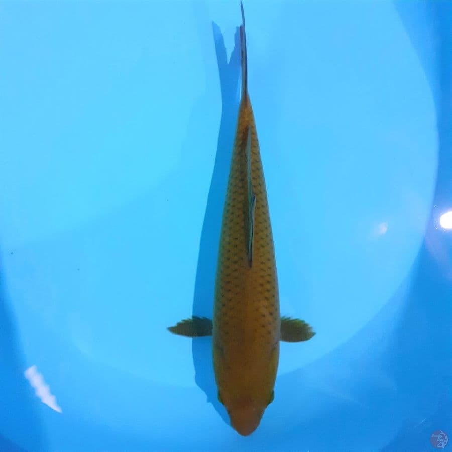 *MIDORI 29 CM*