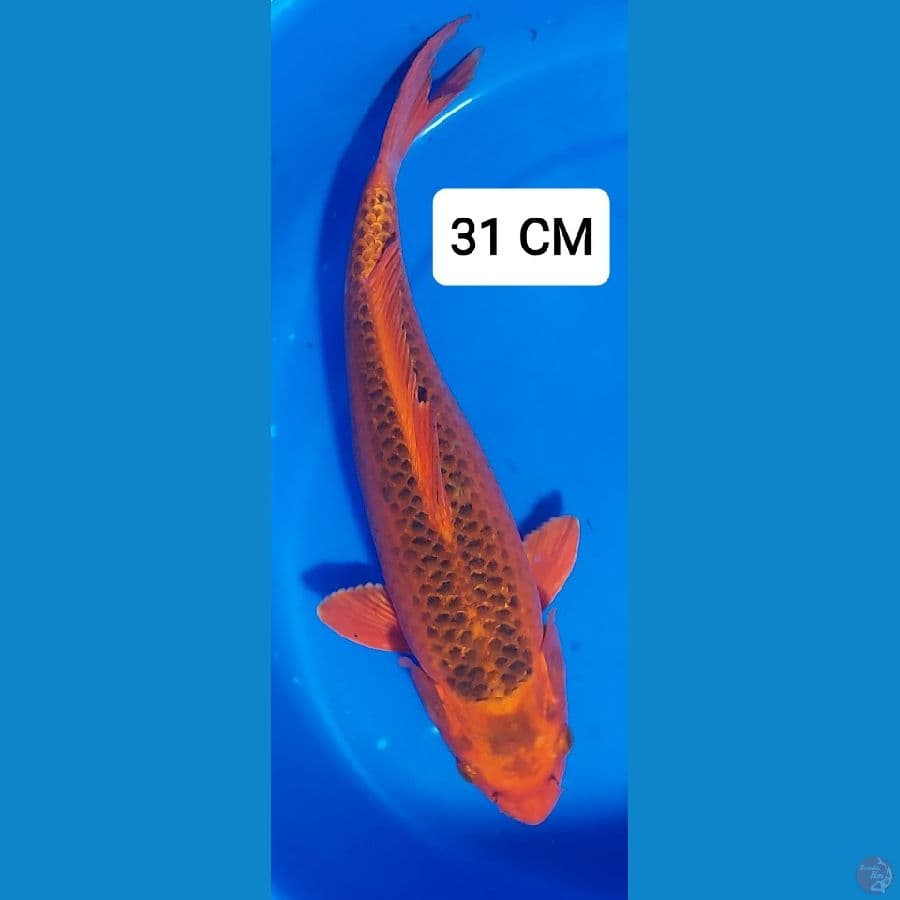 MATSUBA 31 CM