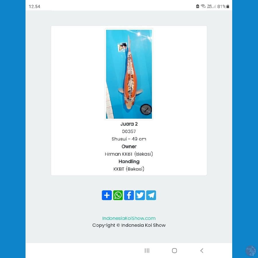 Shusui Impor 50cm Prestasi Juara 2, Ready Show Kuningan Free Handling