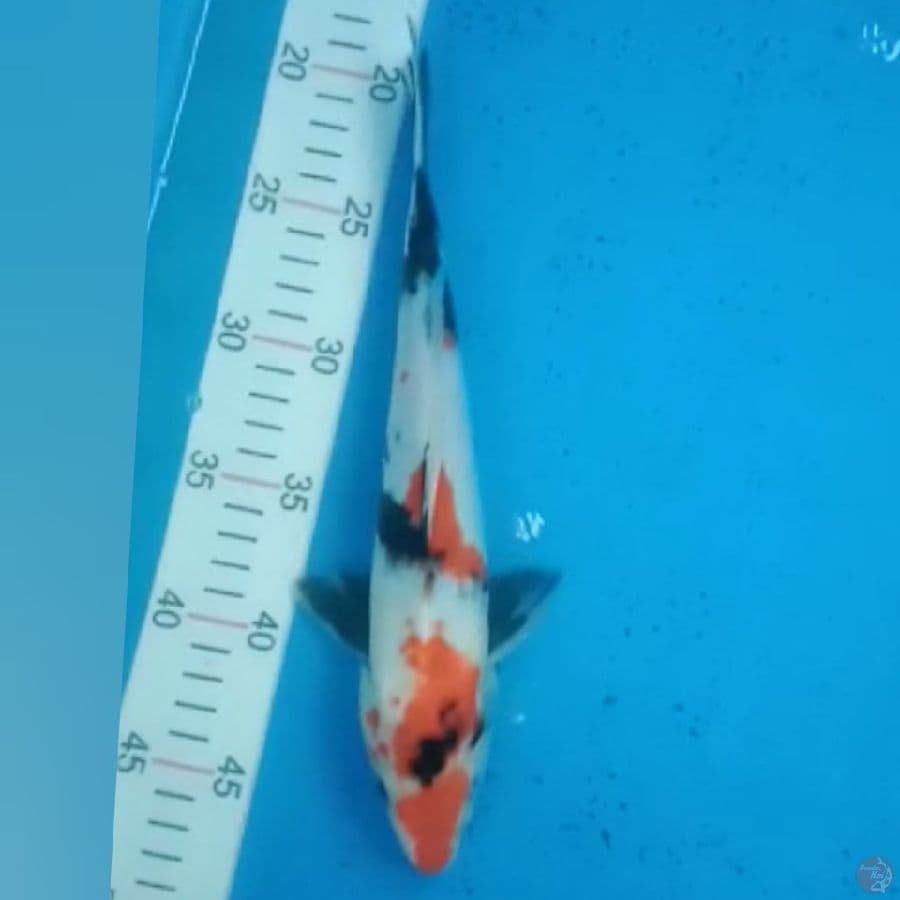 kindai Showa 27cm