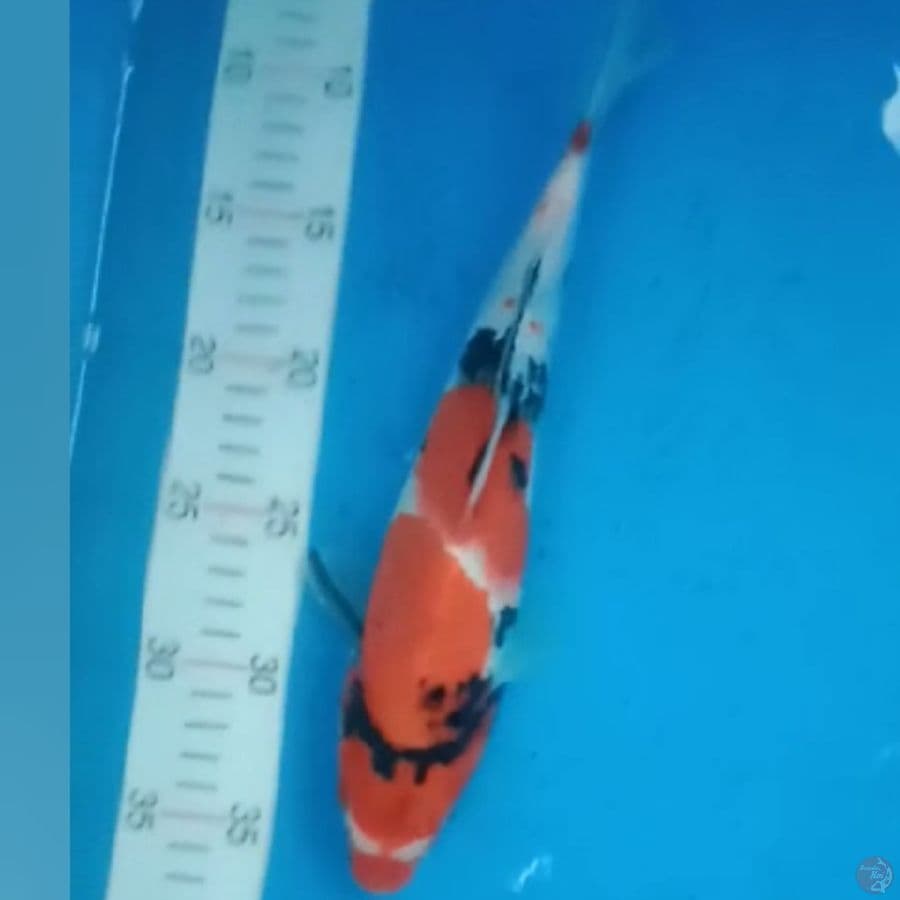 Showa 28cm