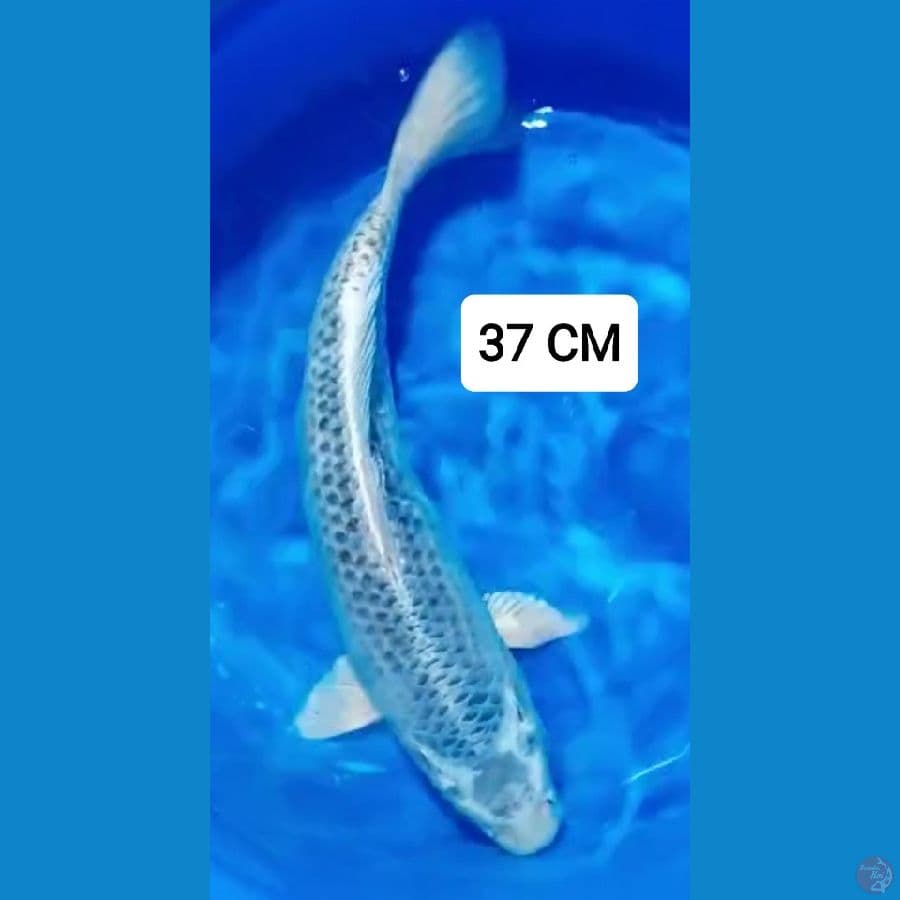 MATSUBA 37 CM