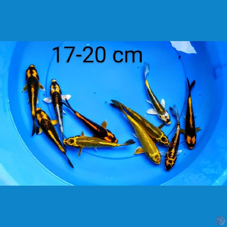mix 17-20 cm