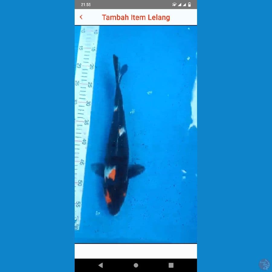 showa 36 cm