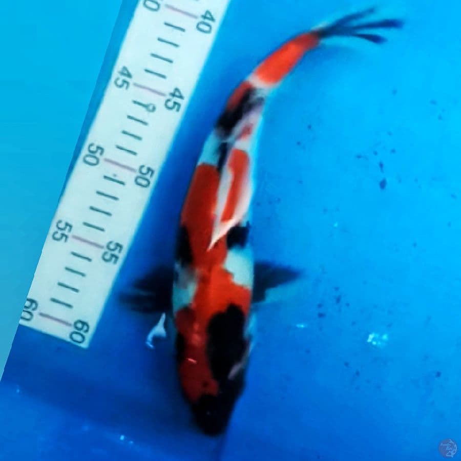Showa 29cm