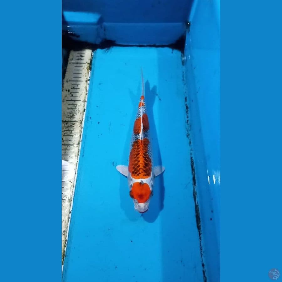 Gingga 28cm