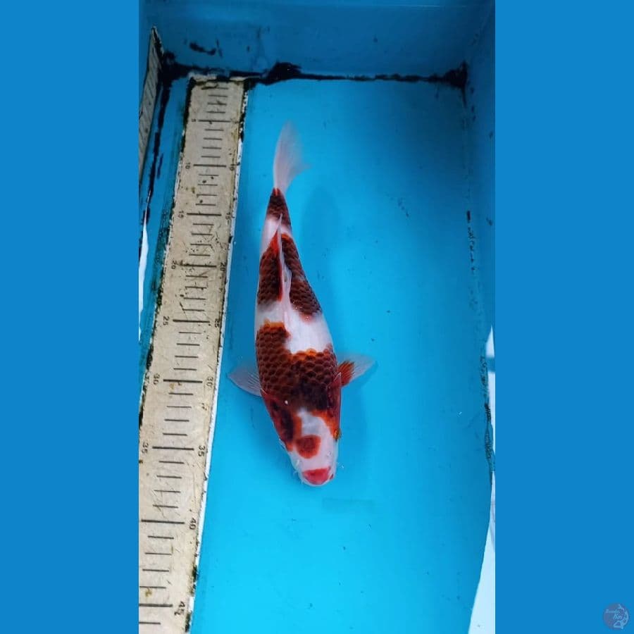 Super short body goromo 27cm