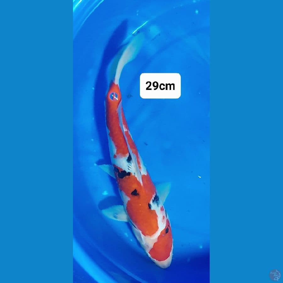 Sanke 29cm