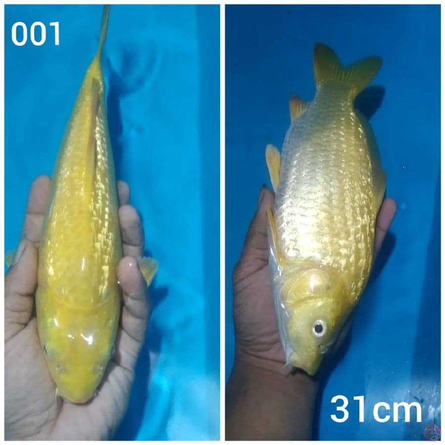 Karashi ginrin 31cm