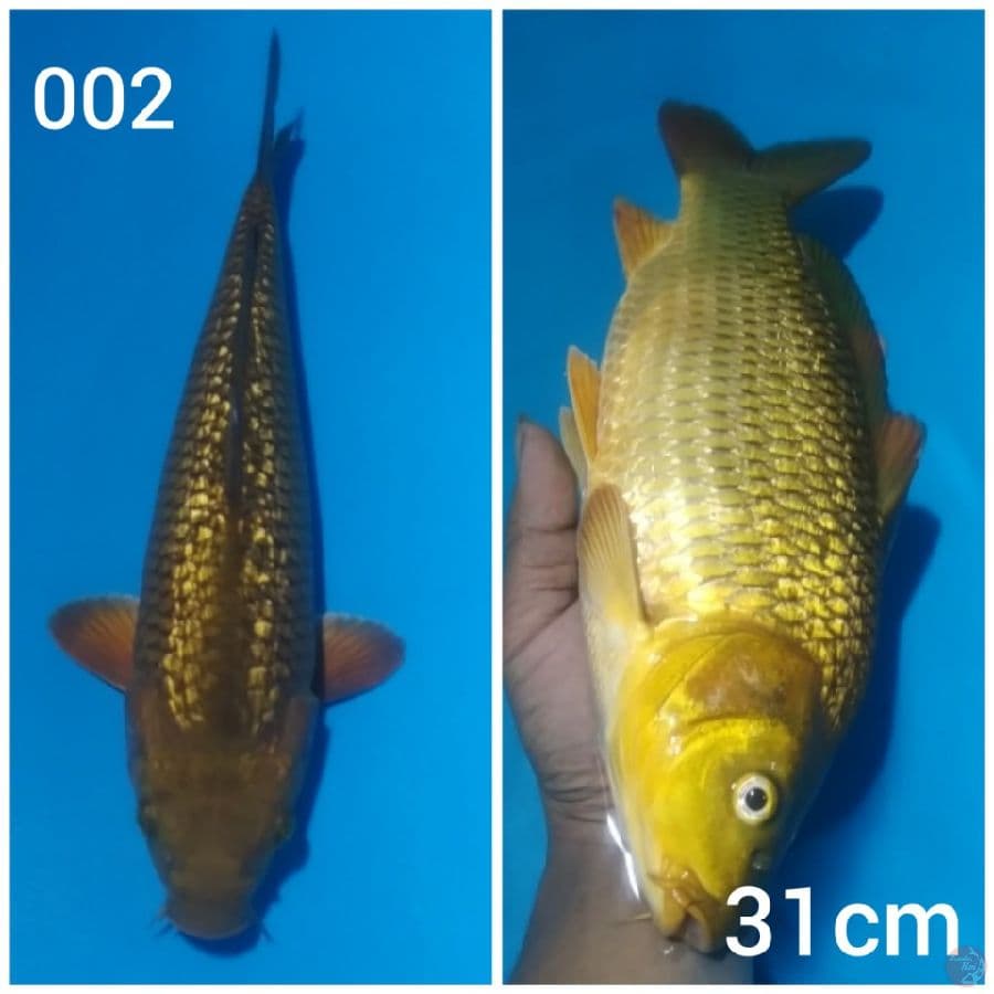 chagoi ginrin 31cm