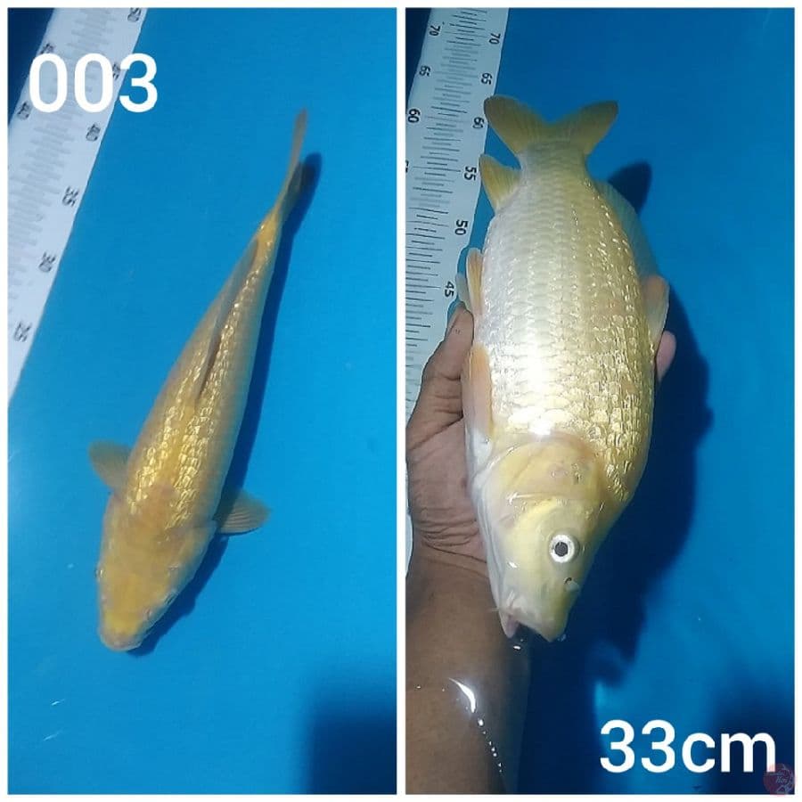 karashi ginrin 33cm
