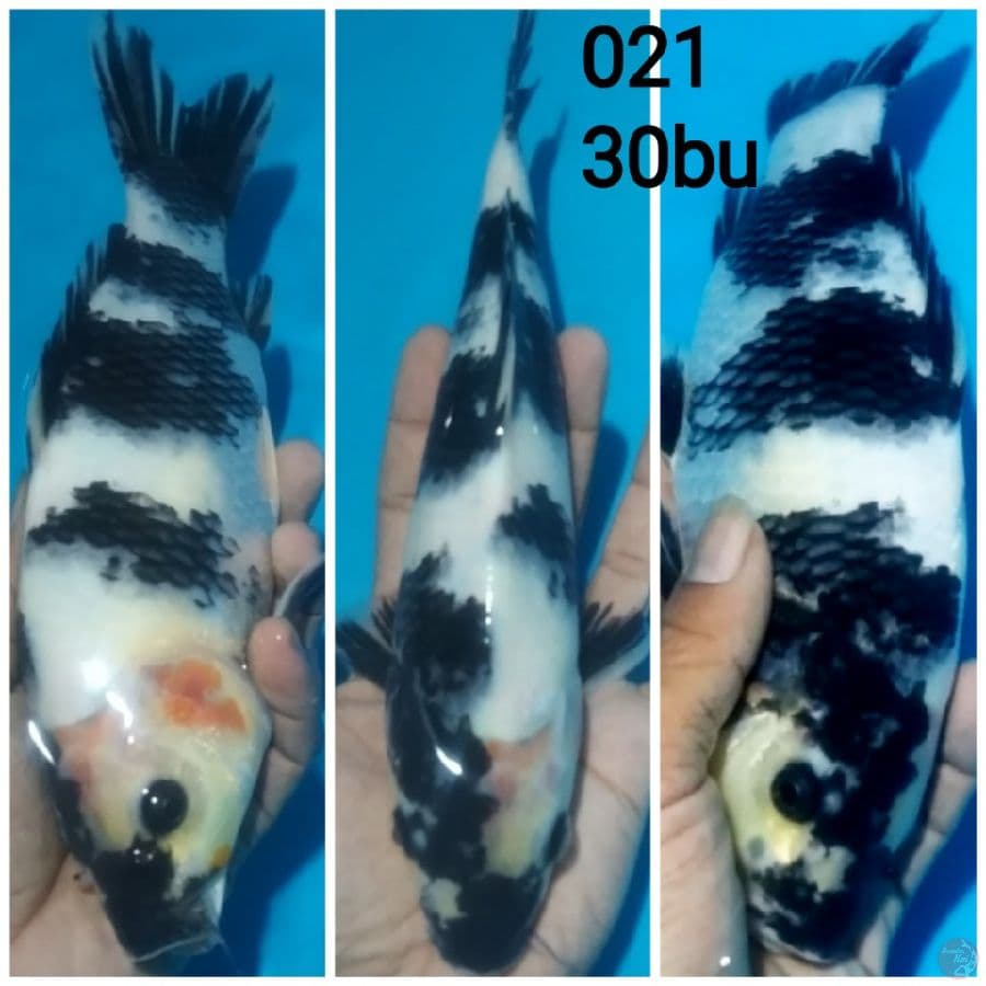 ~SLA05~ SHIRO FM/30CM