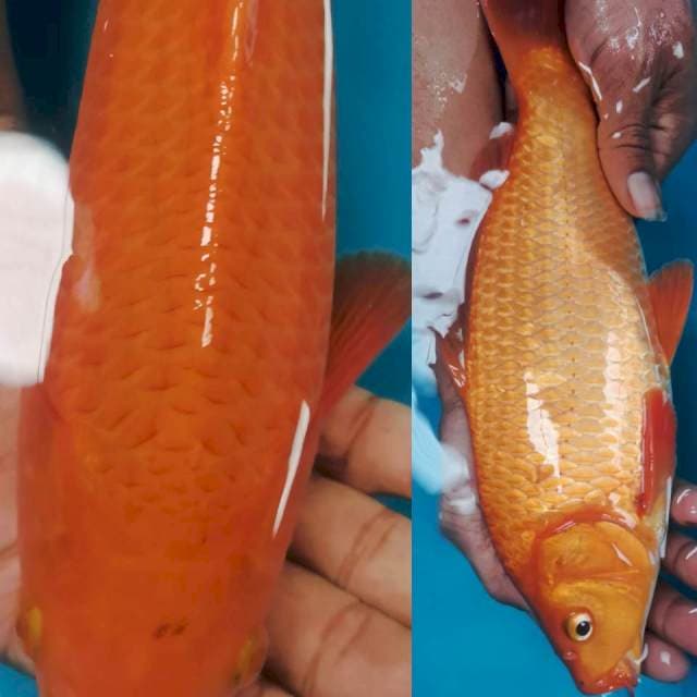 RED KARASI KARAMEL SQ 32CM