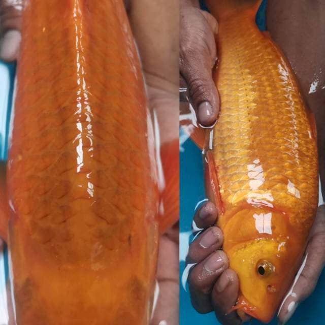 Chagoi karamel 37cm