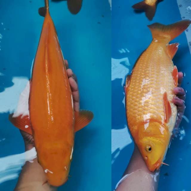RED KARASI SUPER JUMBO 37CM