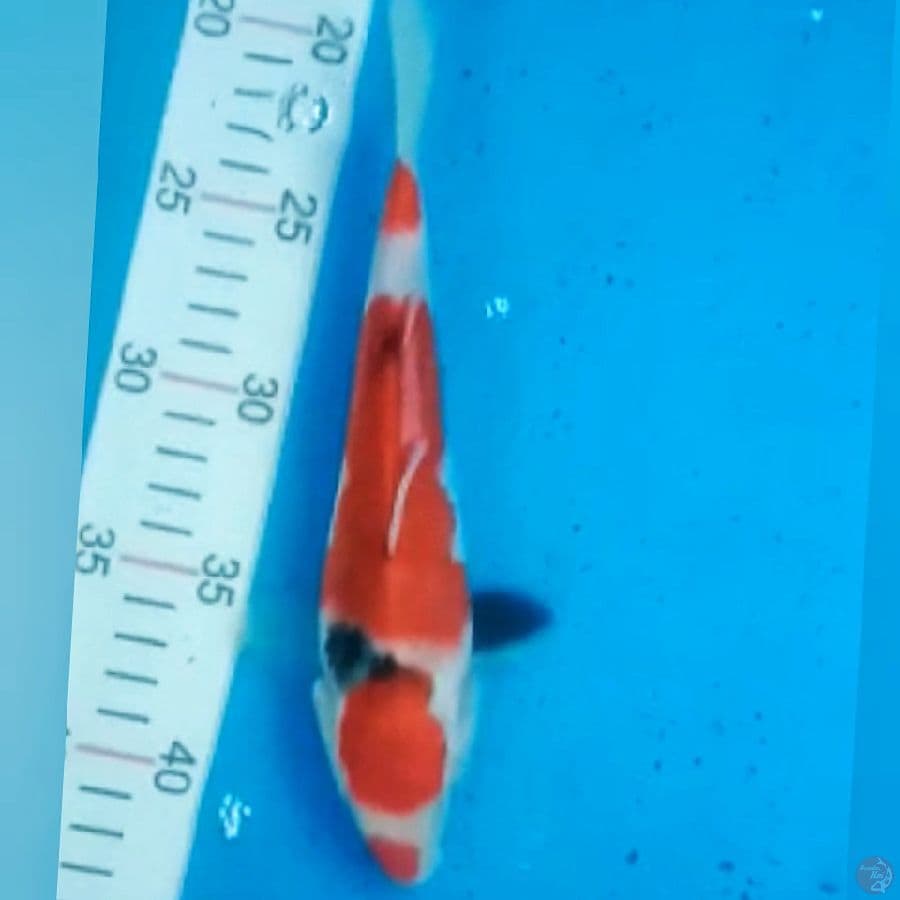Sanke Kucibeni 21cm