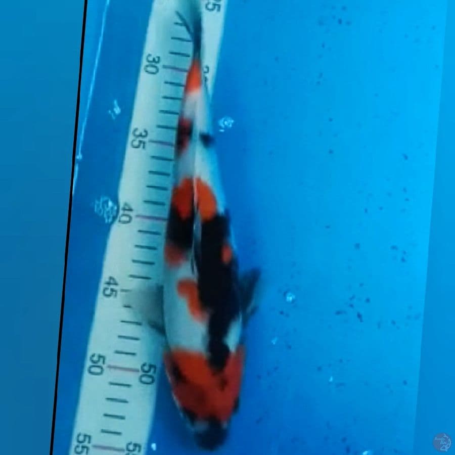 Showa 29cm