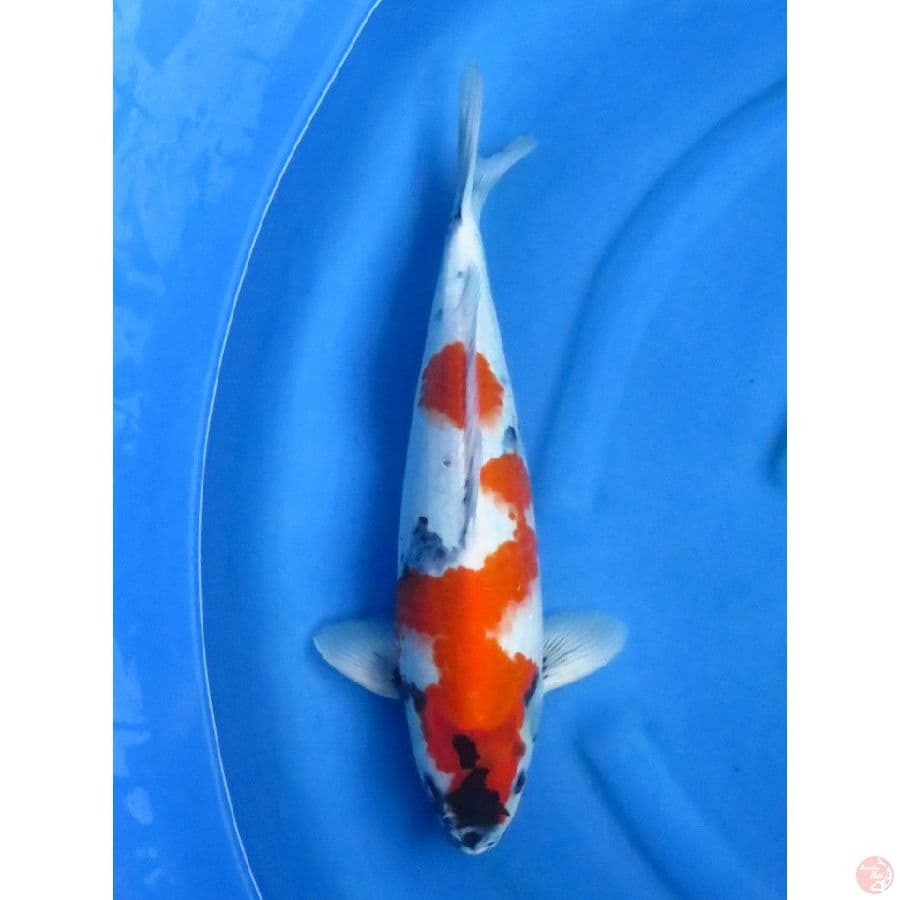 44cm , F1 Showa Tategoi , Male