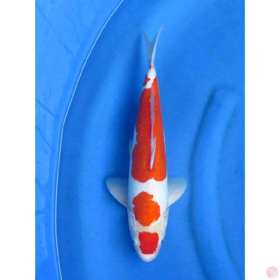 35cm , Kohaku Doitsu Murni - Male