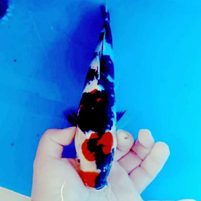 Maruten kindai showa 31cm
