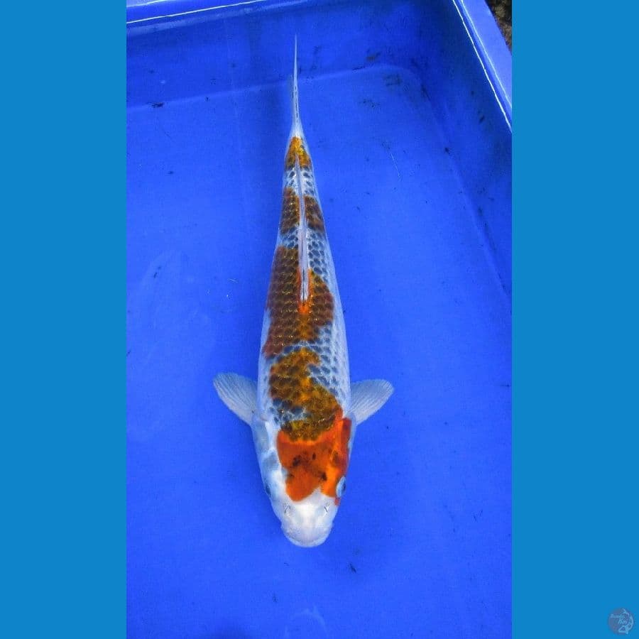 gosiki ±36cm