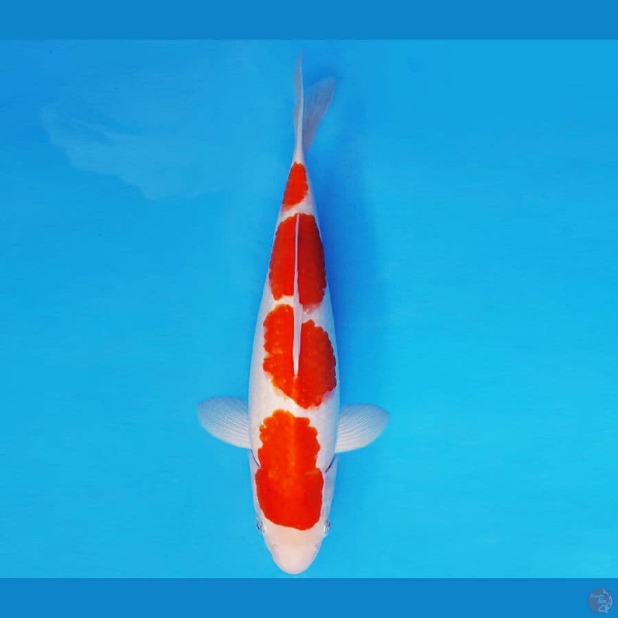 AKAGI 1 - KOHAKU 4 STEPS 32 cm/male ®