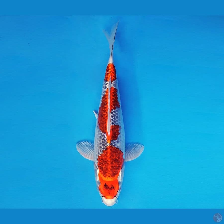 AKAGI 2 - GOSHIKI 32 cm/fm ®