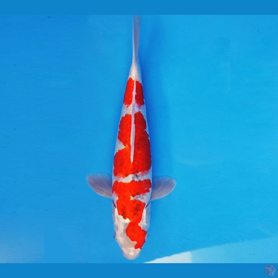 AKAGI 3 - GOSHIKI 30 cm/male ®