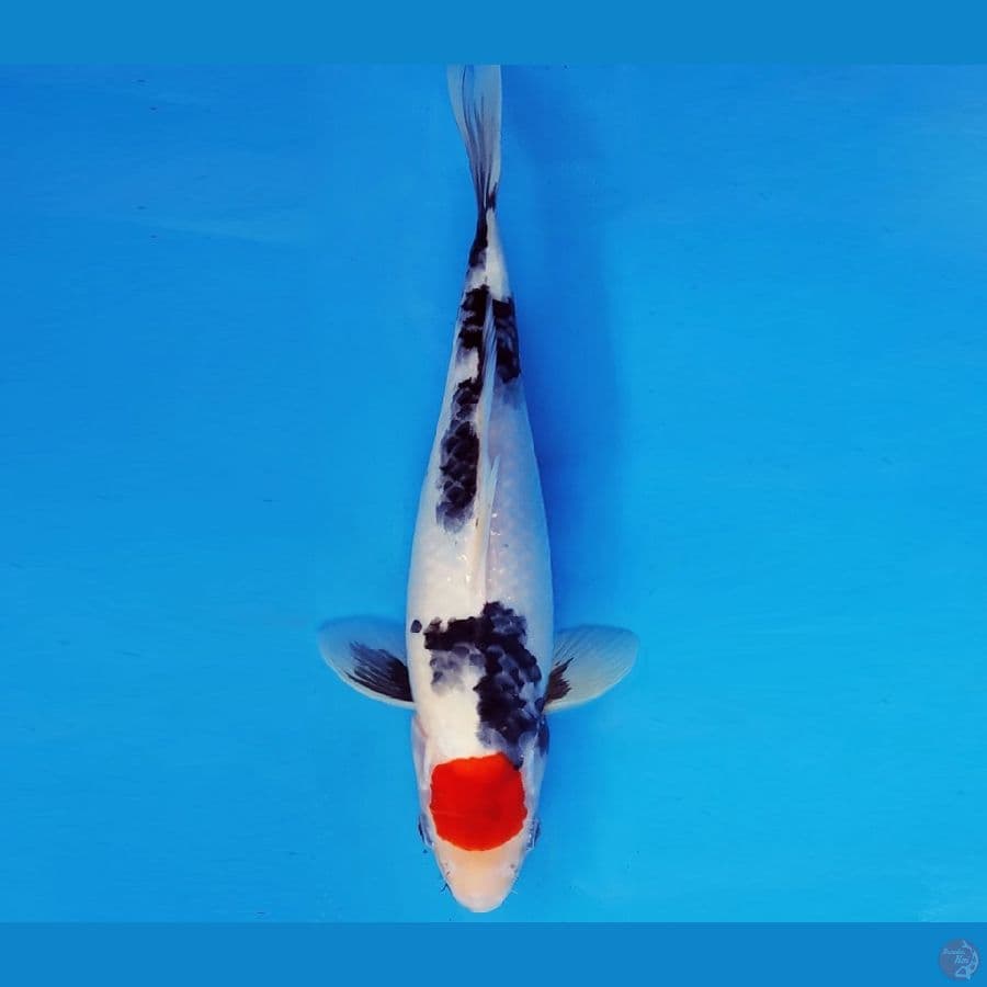 AKAGI 7 - TANCHO SHOWA 32 cm/fm ®