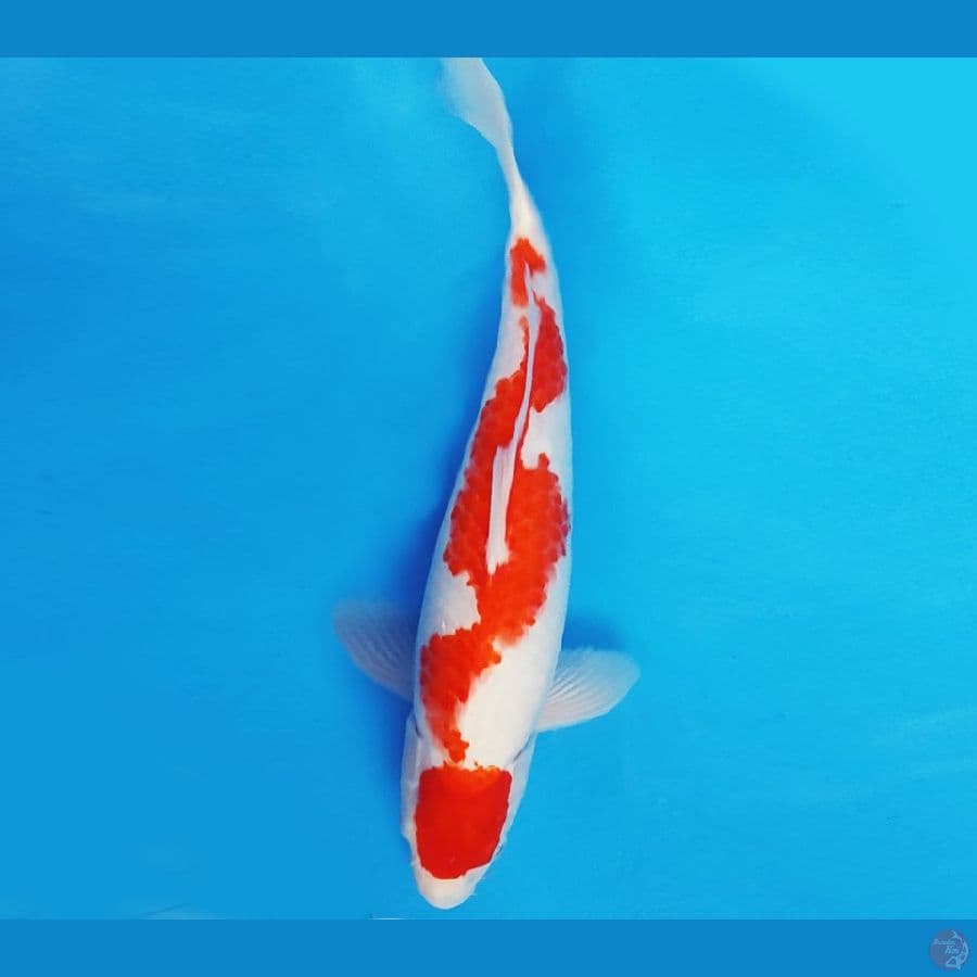 AKAGI 8 - INAZUMA KOHAKU 34 cm/male ®