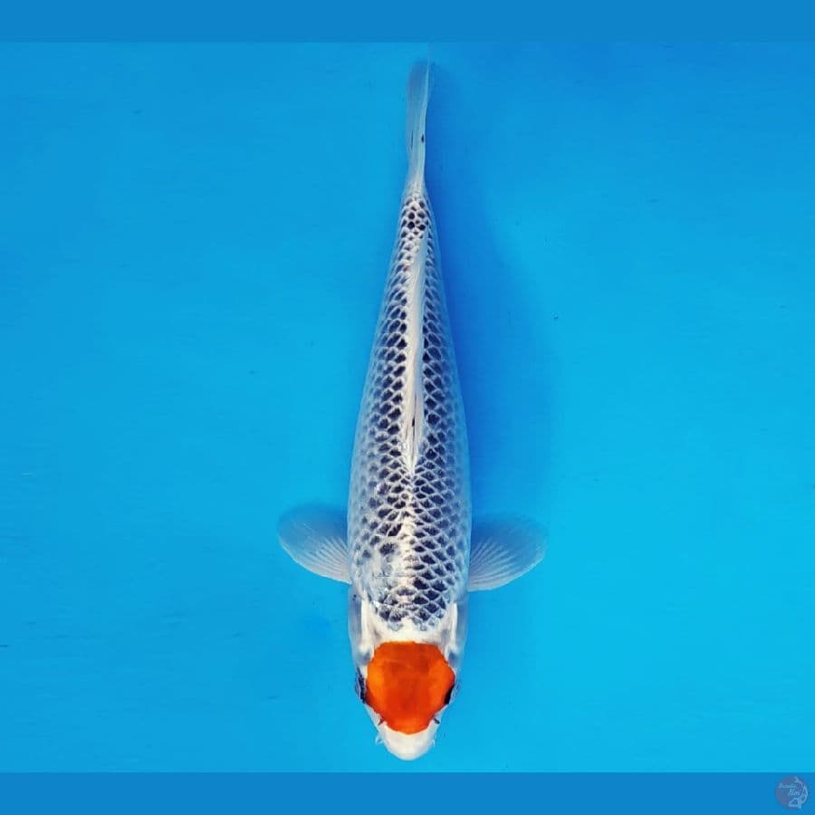 AKAGI 11 - TANCHO KUJAKU 30 cm/fm ®