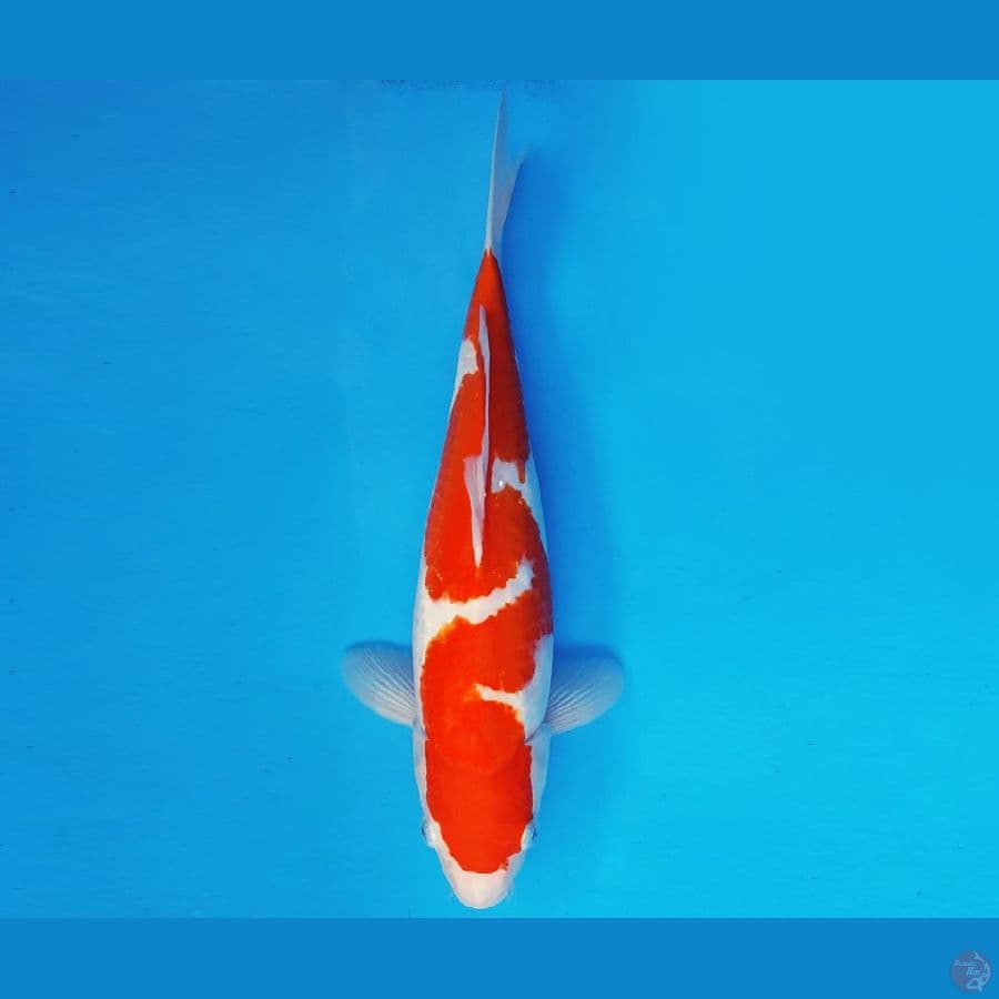 AKAGI 16 - INAZUMA KOHAKU 35 cm/fm ®